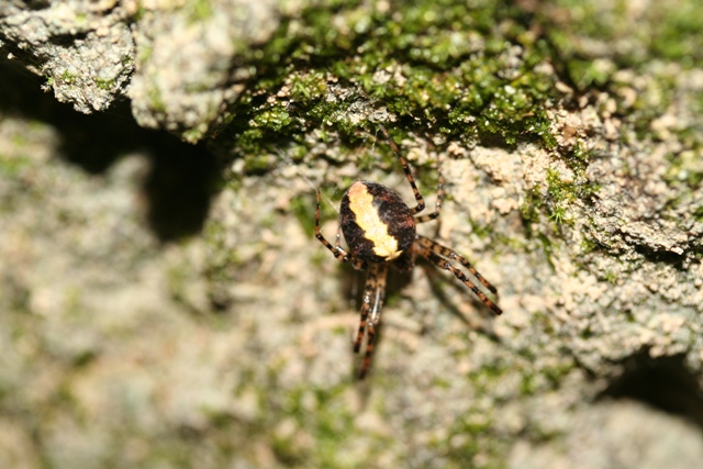 Metellina merianae celata